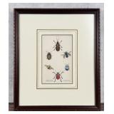 1835 Hand Colored Steel Engraving Of Beetles