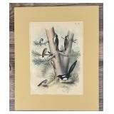 Jacob H. Studer Ornithology Lithograph