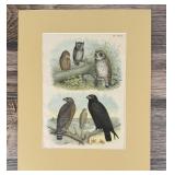 Jacob H. Studer Ornithology Lithograph