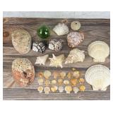 Collection of Seashells