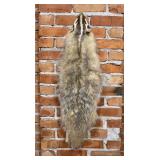 Montana Taxidermy Badger Fur Hide Pelt