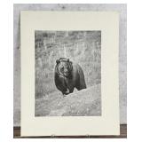 Fred E. Mang Grizzly Bear Photo