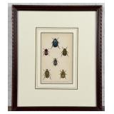 1835 Hand Colored Steel Engraving Of Beetles