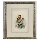 1888 Screech Owl Lithograph