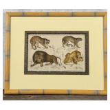 Oliver Goldsmith Hand Colored Big Cats Lithograph