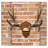Montana Taxidermy Mule Deer Horns