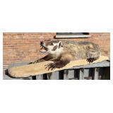 Montana Taxidermy Fully Body Badger Mount