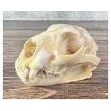 Taxidermy Montana Mountain Lion Skull