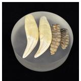 Bear Teeth and Rattlesnake Rattles