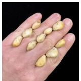 Montana Bull Elk Teeth