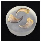 Collection of Black Bear Claws