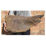 Montana Camarasaurus Humerus Fossil Dinosaur Bone