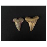 Collection of Fossil Shark Teeth