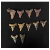 Collection of Fossil Shark Teeth