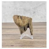 Ancient Montana Mineralized Buffalo Tooth