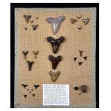 Collection of Fossil Shark Teeth