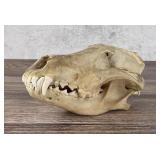 Taxidermy Wolf Skull