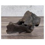 Ancient Montana Mineralized Buffalo Vertebrae