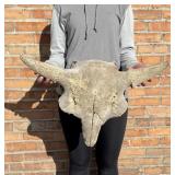 Montana River Found Ancient Buffalo Skull