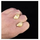 Montana Bull Elk Teeth