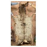 Montana Taxidermy Elk Hide