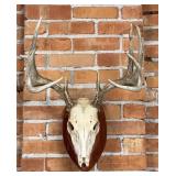 Montana Taxidermy Whitetail Deer Horns