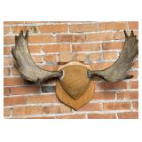 Montana Shiras Bull Moose Paddles Antlers Horns