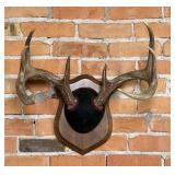 Montana Taxidermy Whitetail Deer Horns
