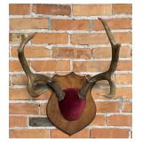 Montana Taxidermy Whitetail Deer Horns