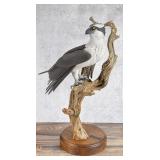 Connie Tveten Osprey Wood Carving