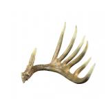 Jim Rowe Once a King Bronze Mule Deer Horn