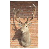Taxidermy Red Stag Shoulder Mount