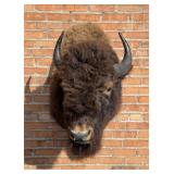 Yellowstone National Park Taxidermy Buffalo