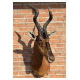 Shoulder Mount Taxidermy African Red Hartebeest