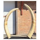 African Elephant Tusks Montana Residents Only