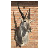 Shoulder Mount Taxidermy African Eland