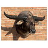 North Australian Taxidermy Water Buffalo