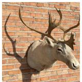 Barren Ground Caribou Taxidermy Mount