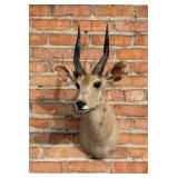 African Taxidermy Cape Bushbuck Shoulder Mount