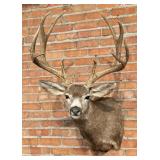 Montana Taxidermy Trophy Mule Deer Mount