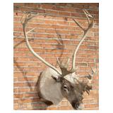 Woodland Caribou Taxidermy Mount