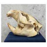 Native American Painted Beaver Skull