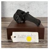 Buffalo Vertebrae with Arrow Wounds