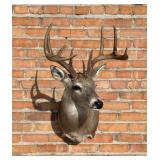 Montana Taxidermy Whitetail Deer Mount