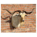 White Catalina Taxidermy Goat Head Mount