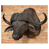 Shoulder Mount Taxidermy African Cape Buffalo