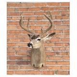 Pope & Young Taxidermy Columbian Blacktail Deer