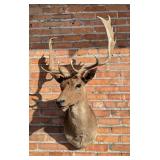 Shoulder Mount Taxidermy Fallow Deer