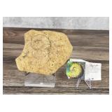 Coiled Cephalopod Fossil