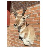 Montana Taxidermy Pronghorn Antelope Mount